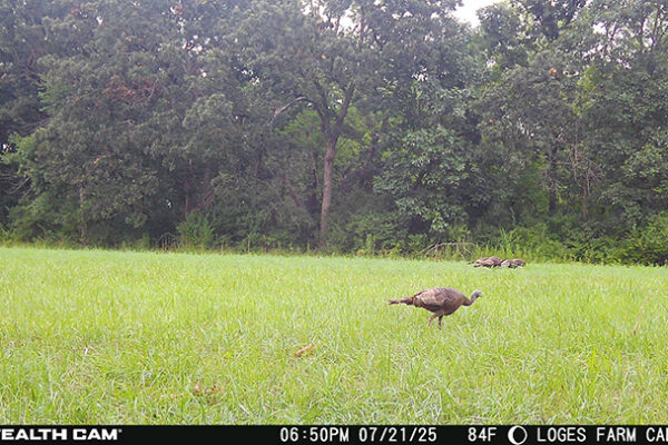 Trail Camera[MP:07][TP:084F]