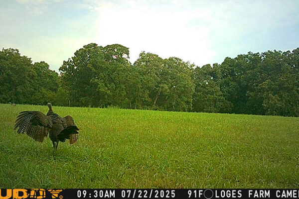 Trail Camera[MP:00][TP:096F]