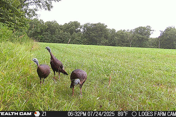 Trail Camera[MP:00][TP:089F][IMEI:867490076097646][Zone:1]