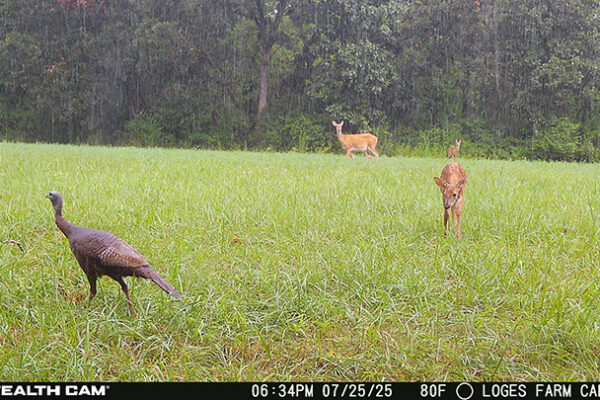 Trail Camera[MP:00][TP:080F]