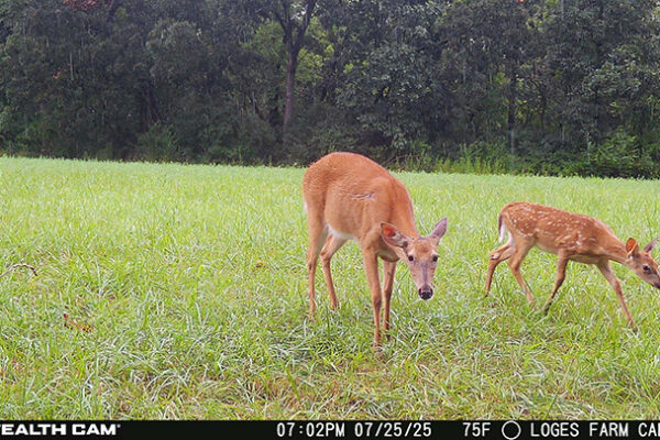 Trail Camera[MP:00][TP:075F]