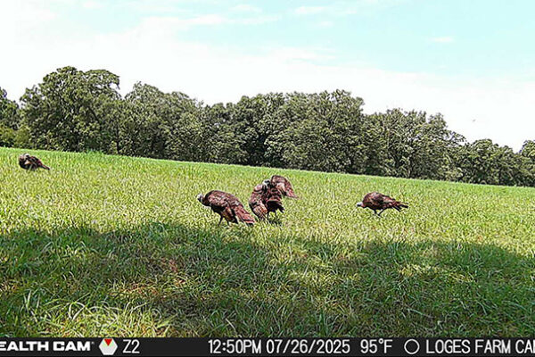 Trail Camera[MP:00][TP:095F][IMEI:867490076097646][Zone:2]