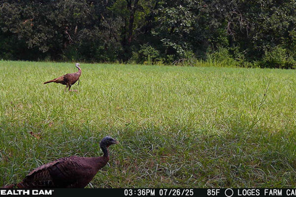 Trail Camera[MP:00][TP:085F]