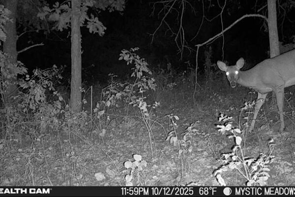 Trail Camera[MP:05][TP:068F][IMEI:863423071308563]