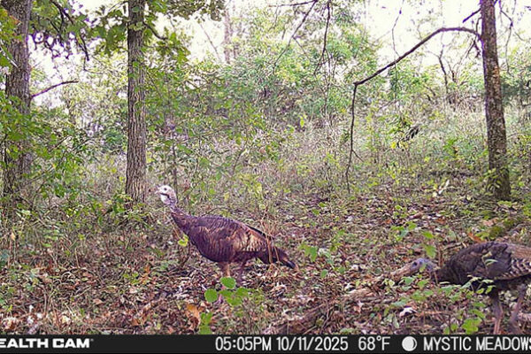 Trail Camera[MP:05][TP:068F][IMEI:863423071308563]