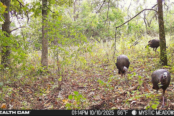 Trail Camera[MP:05][TP:066F][IMEI:863423071308563]