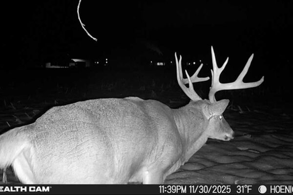 Trail Camera[MP:03][TP:031F][IMEI:863423071308563]